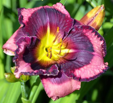 Mor bitki örtüsü ve bitki örtüsü, doğadaki çiçek yapraklarına yakın. 