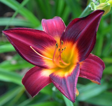 Aromatik zambak yaprakları doğada 