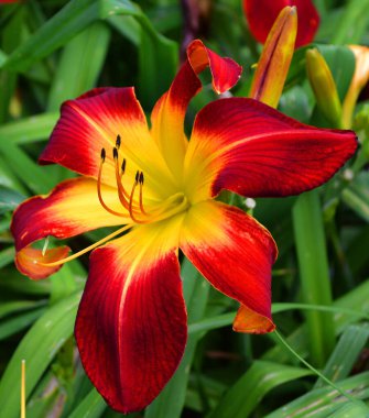 kırmızı çiçek yaprakları, botanik 