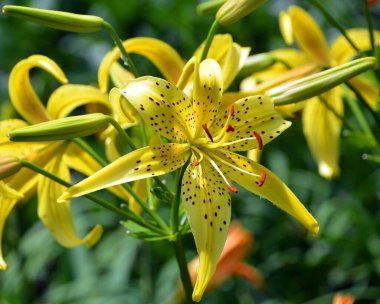 Doğadaki sarı çiçek yapraklarını kapatın. 