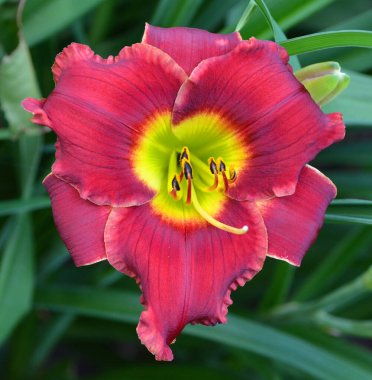 Yaz çiçekleri doğada çiçek yaprakları 