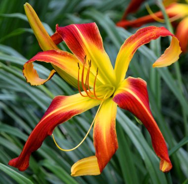 kırmızı sarı çiçek yaprakları doğada 