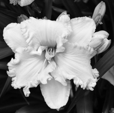 Siyah beyaz fotoğraf, doğadaki çiçek yapraklarına yakın. 