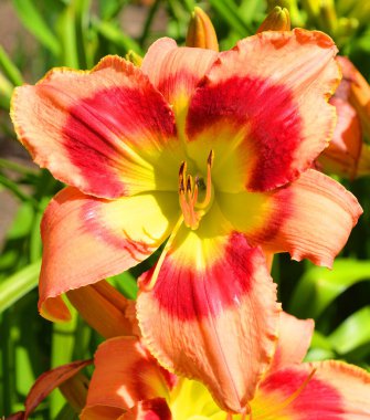 Doğada güzel çiçek yaprakları 