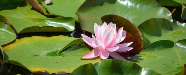 Nilüfer çiçeği. Nymphaeaceae çiçekli bir bitki ailesidir. Bu ailenin fertlerine genelde nilüferler denir.