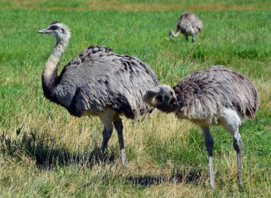 Büyük Rhea (Rhea americana), Güney Amerika 'nın doğusunda bulunan uçamayan bir kuş türü. Daha büyük rhea için diğer isimler gri, yaygın, veya Amerikan rhea, nandu Guarani veya ema