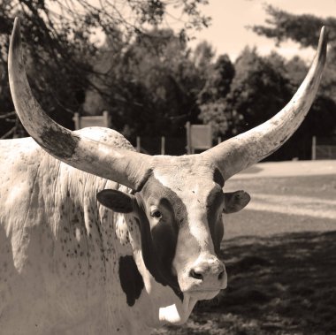Ankole-Watusi, Amerikan sığırlarının modern bir türüdür. Orta Afrika 'daki Sanga sığır türlerinden oluşan Ankole grubundan türemiştir. Büyük boynuzlarla karakterize edilir..