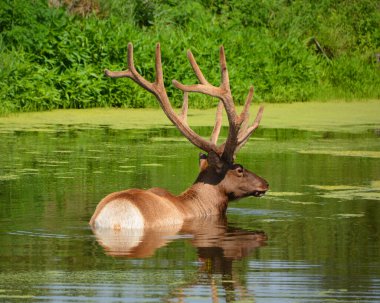 Geyik Geyiği nehir suyunda duruyor, yaz bitkisi. 