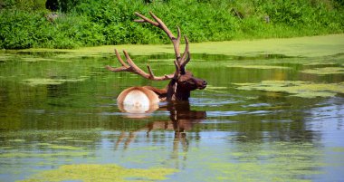 Geyik Geyiği nehir suyunda duruyor, yaz bitkisi. 