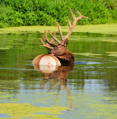 Geyik Geyiği nehir suyunda duruyor, yaz bitkisi. 