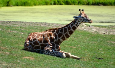 Zürafa hayvanı çayırda dinleniyor. 