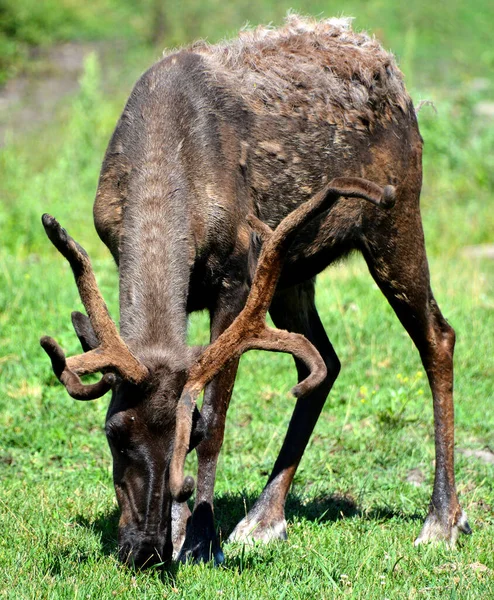 The reindeer, caribou in North America is a species of deer, native to arctic, subarctic, tundra, boreal, and mountainous regions of northern Europe, Siberia, and North America.