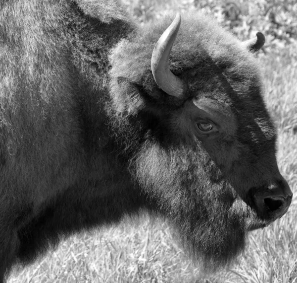 Bison Uma Espécie Ungulados Gênero Bison Pertencente Subfamília Bovinae — Fotografia de Stock