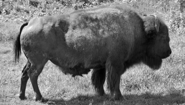 Bison Uma Espécie Ungulados Gênero Bison Pertencente Subfamília Bovinae — Fotografia de Stock