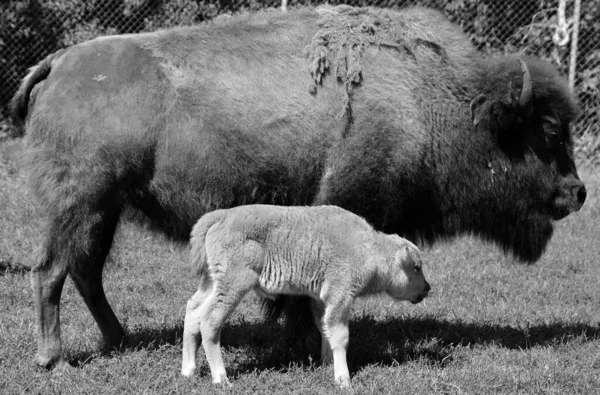 Moederbizons Die Het Kalf Borstvoeding Geven Bison Zijn Grote Evenhoevige — Stockfoto
