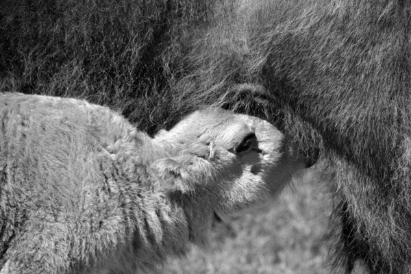 Mãe Bisonte Amamentando Bezerro Bison São Grandes Ungulados Pares Gênero — Fotografia de Stock