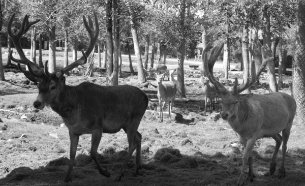 Een Witte Hert Witte Achterhand Voor Het Vrouwtje Een Wit — Stockfoto