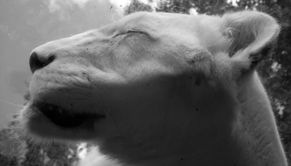 Leone Bianco Una Rara Mutazione Colore Del Leone Quando Primo — Foto Stock