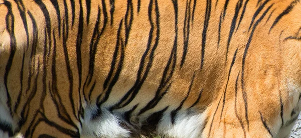 Pele Amur Tigre Siberiano Uma População Tigris Panthera Extremo Oriente — Fotografia de Stock