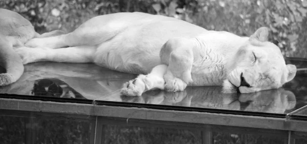 Sleeping female white lion is a rare color mutation of the lion. When the 1st pride of white lions was reintroduced to the wild, it was believed that the white lion could not survive in the wild