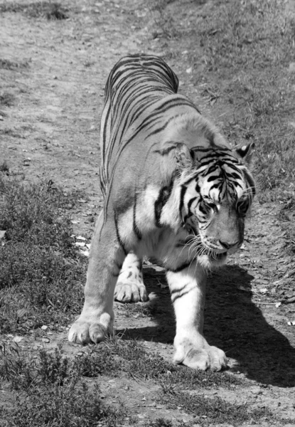 Amur Sibirien Tiger Panthera Tigris Tigris Befolkning Fjärran Östern Särskilt — Stockfoto