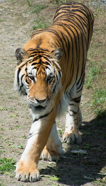 Amur Sibirischer Tiger Ist Eine Panthera Tigris Tigris Population Fernen — Stockfoto