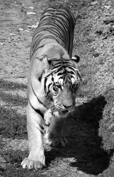 Tigre Sibérien Amour Est Une Population Tigrise Panthera Extrême Orient — Photo