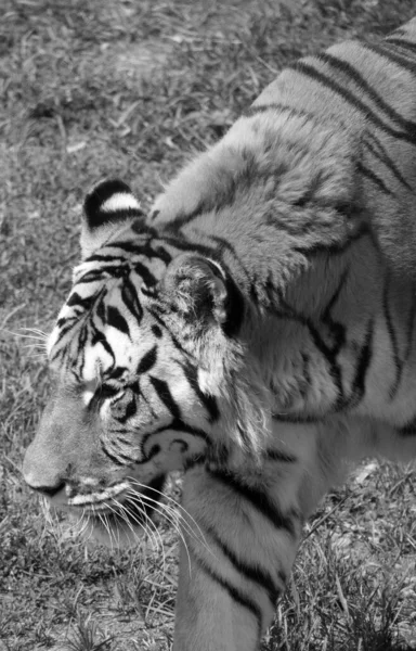 Amur Siberian Tiger Είναι Ένας Πληθυσμός Τίγρης Των Πανθήρων Στην — Φωτογραφία Αρχείου