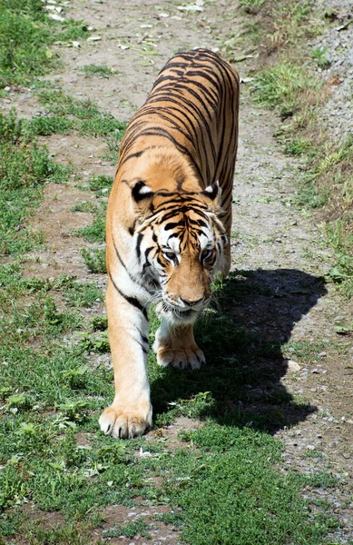 西伯利亚虎是远东地区 特别是俄罗斯远东地区和东北地区的一种黑豹 — 图库照片