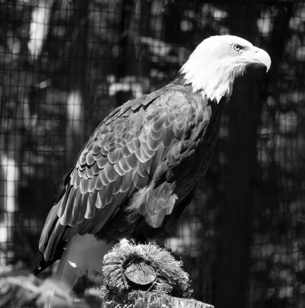 The bald eagle is a bird of prey found in North America. A sea eagle, it has two known subspecies and forms a species pair with the white-tailed eagle. Its range includes most of Canada and Alaska