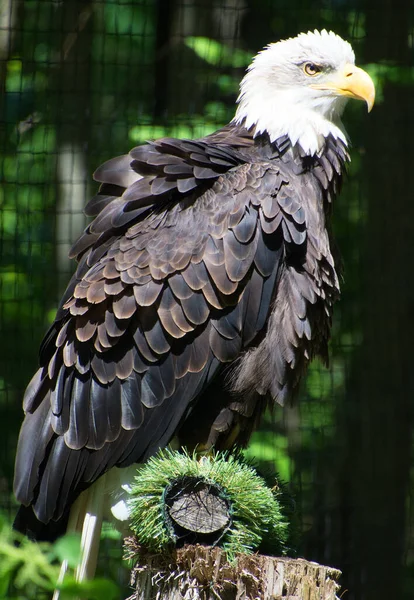 The bald eagle is a bird of prey found in North America. A sea eagle, it has two known subspecies and forms a species pair with the white-tailed eagle. Its range includes most of Canada and Alaska