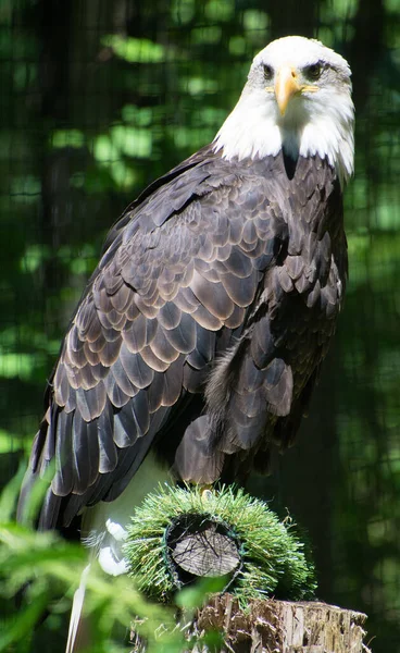 The bald eagle is a bird of prey found in North America. A sea eagle, it has two known subspecies and forms a species pair with the white-tailed eagle. Its range includes most of Canada and Alaska