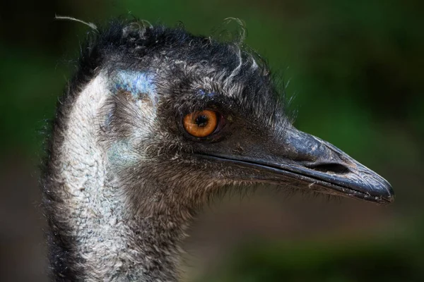 Emu Ave Más Grande Nativa Australia Único Miembro Existente Del — Foto de Stock