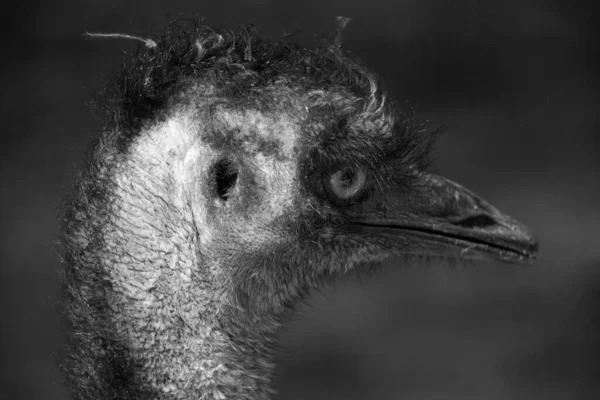 Эму Является Крупнейшей Птицей Австралии Единственным Представителем Рода Dromaius Вторая — стоковое фото