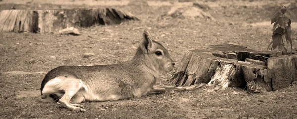 Patagonische Mara Een Relatief Groot Knaagdier Uit Het Geslacht Mara — Stockfoto