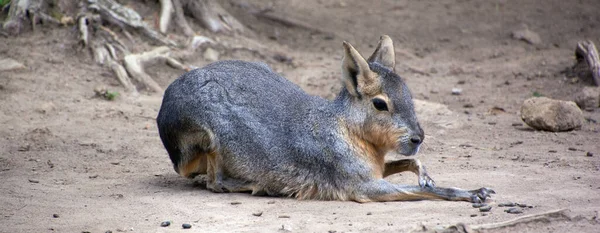 Mara Patagónico Roedor Relativamente Grande Del Género Mara También Conoce — Foto de Stock