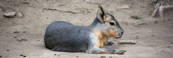 Die Patagonische Mara Ist Ein Relativ Großes Nagetier Der Gattung — Stockfoto