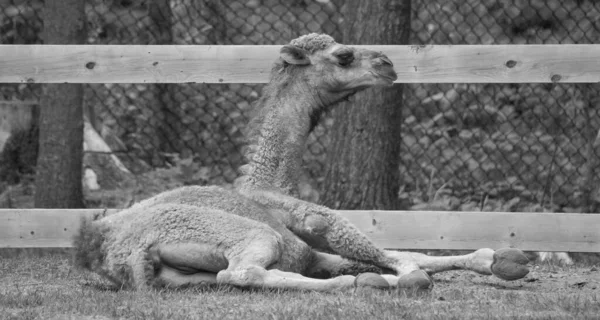 Camello Ungulado Del Género Camelus Con Depósitos Grasos Distintivos Conocidos — Foto de Stock