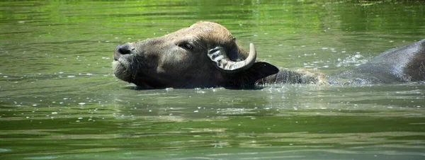 Búfalo Agua Búfalo Agua Asiático Doméstico Agua — Foto de Stock