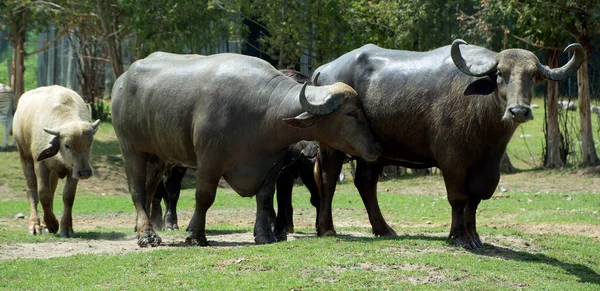 Buffaloes Animals Wild Nature — Stock Photo, Image