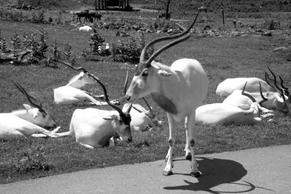 Addax Más Néven Fehér Antilop Sikoltozó Antilop Egy Antilop Nemzetség — Stock Fotó