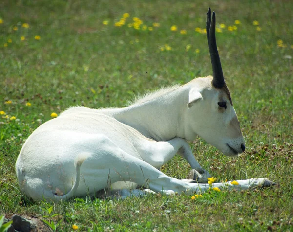 Addax Ayrıca Beyaz Antilop Screwhorn Antilobu Olarak Bilinir Sahra Çölü — Stok fotoğraf