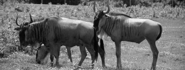 Photo Noir Blanc Buffles Sur Terrain — Photo