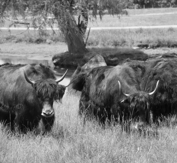 Foto Blanco Negro Búfalos Animales Naturaleza Salvaje Hierba — Foto de Stock