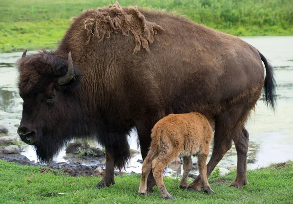 Buffaloes animals in wild nature