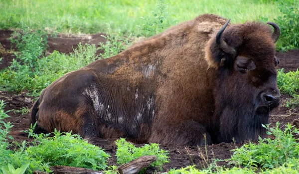 Bison Uma Espécie Ungulados Gênero Bison Pertencente Subfamília Bovinae — Fotografia de Stock