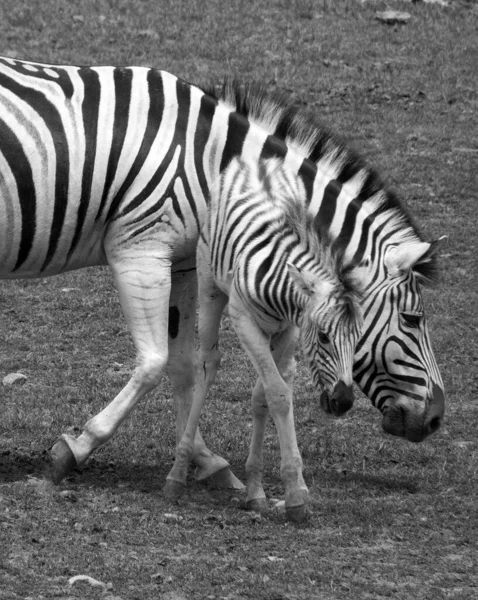 Moeder Veulen Zebra Zijn Verschillende Soorten Afrikaanse Paardachtigen Paardenfamilie Verenigd — Stockfoto