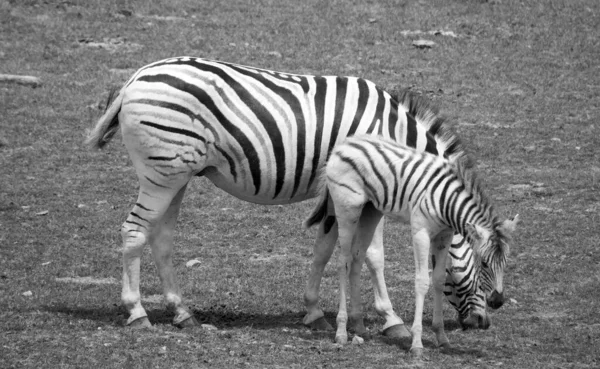 Moeder Veulen Zebra Zijn Verschillende Soorten Afrikaanse Paardachtigen Paardenfamilie Verenigd — Stockfoto