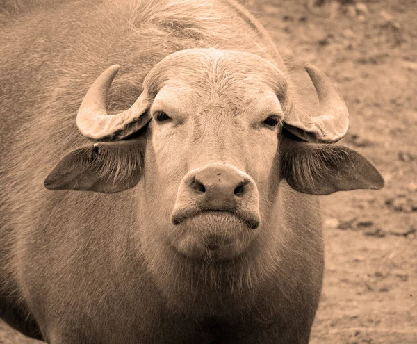 The water buffalo or domestic Asian water buffalo from asia.