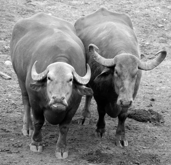 Siyah Beyaz Fotoğraf Vahşi Doğadaki Bufalolar — Stok fotoğraf